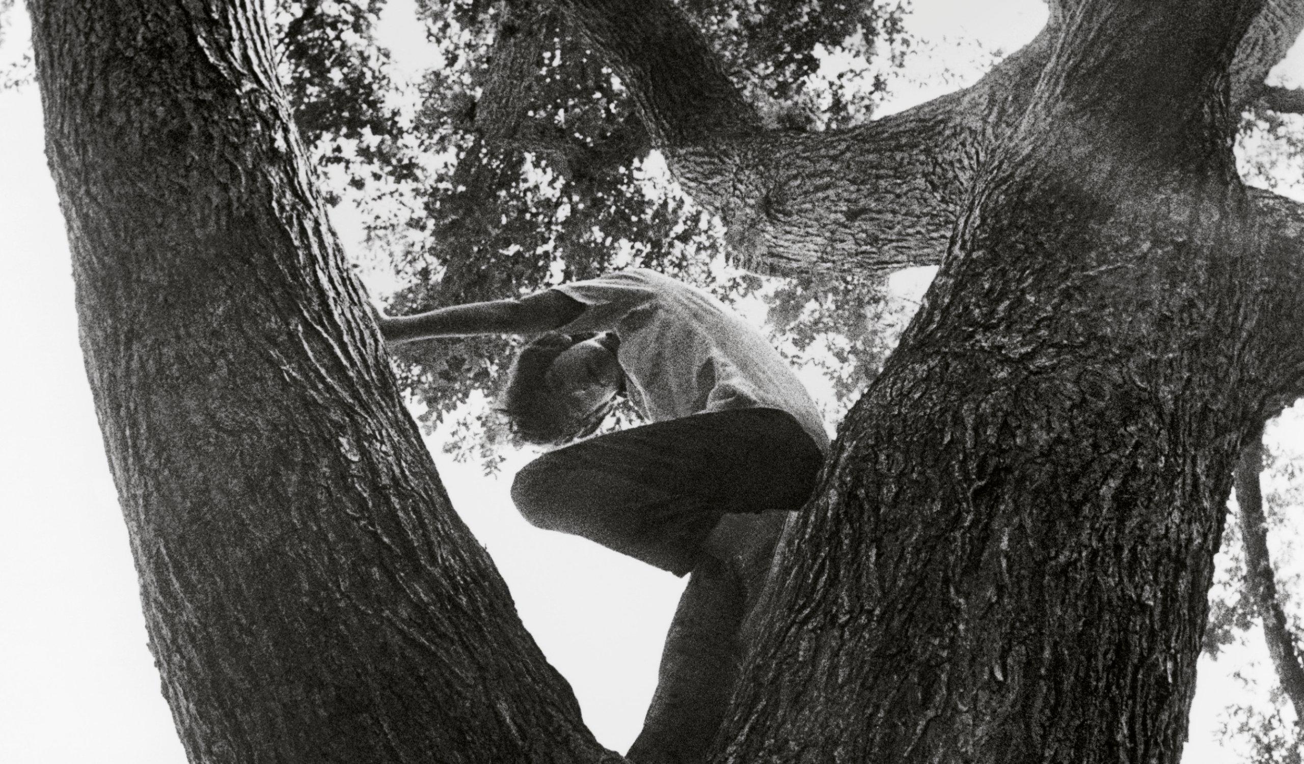 ragazzo sopra un albero